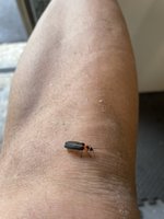 IMG_2528.jpeg
