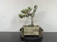 IMG_2125.jpeg