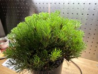 IMG_5585.jpeg