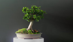elm_update_30-07-2024.jpg
