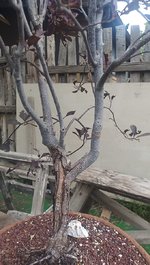 IMG_20240701_105448_881.jpg