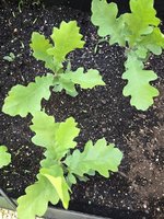 Valley Oak Large Leaves.jpg