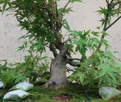 acer palmatum beni tsukasa 2024 07 02 (3).JPG