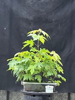 IMG_1886.jpeg