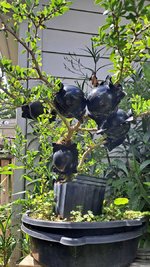 20240704_154022.jpg 20240704_154022.jpg