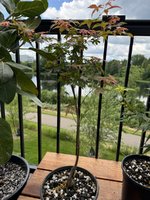 IMG_0957.jpeg