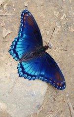 IMG_20240706_160635.jpg