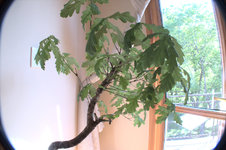 IMG_5235.jpg