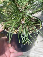 IMG_3033.jpeg