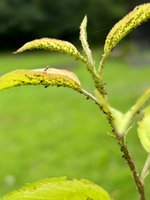 IMG_7196.jpeg