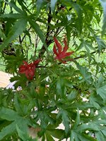 IMG_9140.jpeg