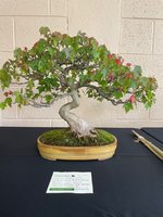 IMG_2582.jpeg