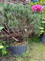 IMG_7098.jpeg