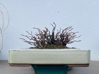 IMG_0442.jpeg
