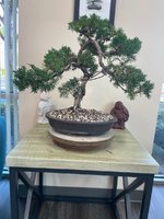 wedding tree2.jpg wedding tree2.jpg