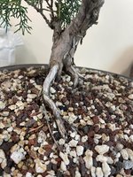 wedding tree1.jpg wedding tree1.jpg