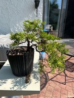 IMG_2225.jpeg