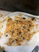 IMG_3804.jpeg