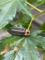 IMG_2624.jpeg