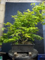 IMG_2974.jpeg