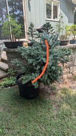 Spruce-2.jpg