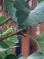 IMG_5797.jpeg