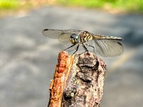 IMG_7395.jpeg