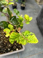 IMG_5479.jpeg
