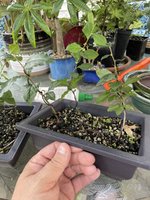 IMG_3242.jpeg