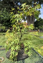 IMG_2769.jpeg