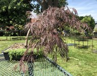 IMG_2804.jpeg