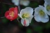 DSC_4442.JPG