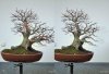 hornbeam2.jpg