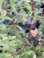 IMG_3172.jpeg