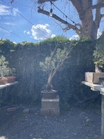 74407079803__19BA2392-ED54-4E9D-A682-D5861E628066.jpeg