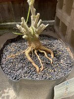 IMG_3559.jpeg