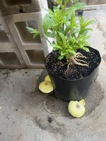 IMG_3726.jpeg