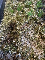 IMG_3851.jpeg