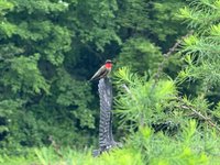 IMG_6400.jpeg