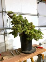 IMG_E7295.JPG