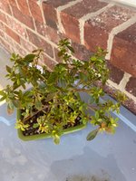 IMG_5100.jpeg