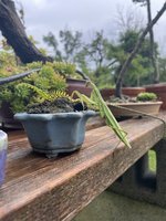 IMG_6100.jpeg