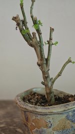 kalanchoe today.jpg
