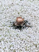 IMG_4241.jpeg