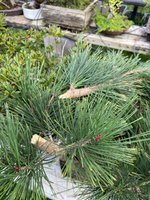 IMG_3274.jpeg IMG_3274.jpeg