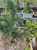 IMG_3277.jpeg IMG_3277.jpeg