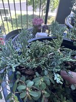 IMG_2250.jpeg