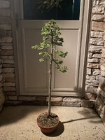 IMG_6189.jpeg