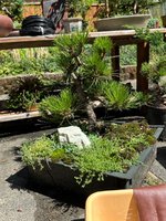 IMG_2138.jpeg