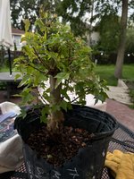 IMG_2320.jpeg